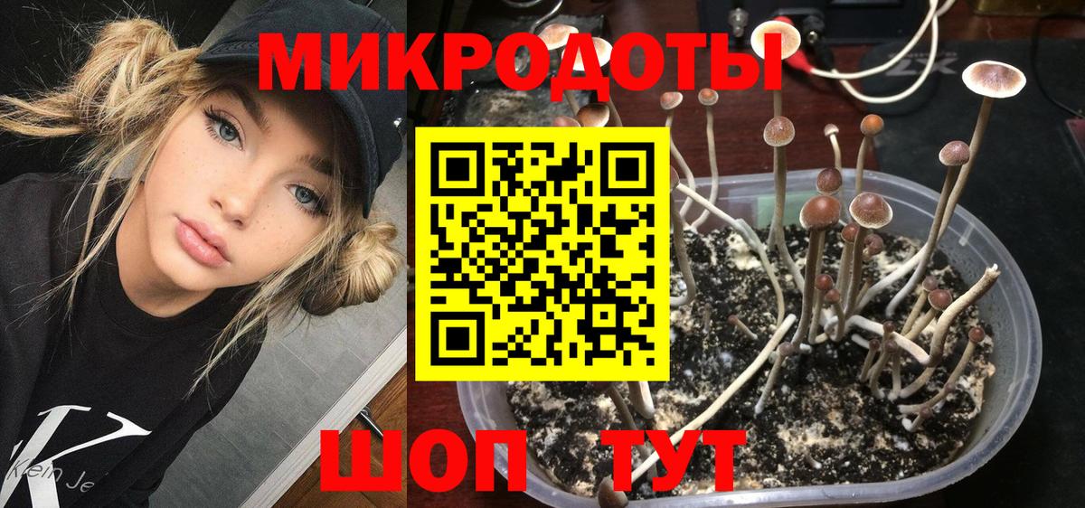 Северобайкальск  Псилоцибиновые грибы Cubensis  Вход с VPN 